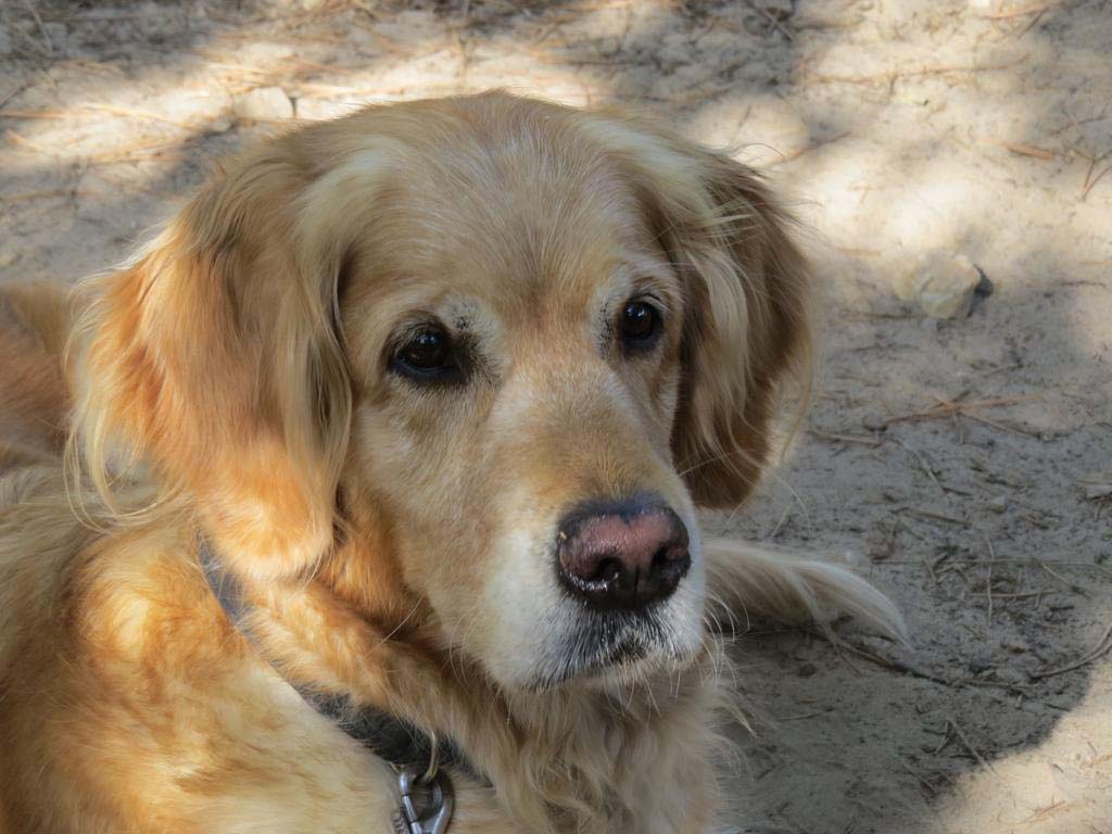 Tiergestützte Psychotherapie